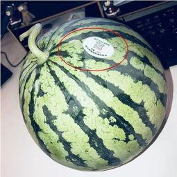 吃瓜西安网红,西安网红吃瓜风云录