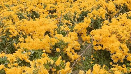 深山里的菊花在线观看,菊韵悠长——在线品鉴深山里的菊花 第3张 深山里的菊花在线观看,菊韵悠长——在线品鉴深山里的菊花 第3张