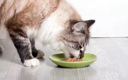 七彩猫吃瓜视频大全免费观看,免费观看视频大全，笑料横生，欢乐无限  第2张