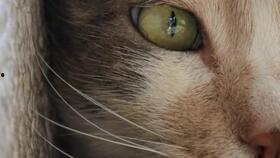 猫之城最新爆料视频网,最新爆料视频带你探秘神秘猫界  第2张