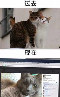 黑喵最新爆料新闻,最新爆料新闻背后的惊人真相 第1张 黑喵最新爆料新闻,最新爆料新闻背后的惊人真相 第1张