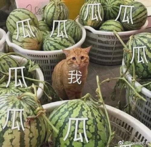 学校的瓜最新爆料,揭秘校园里的那些事儿  第2张