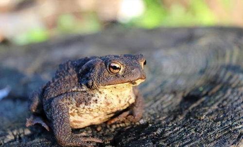 娱乐吃瓜大蛤蟆,揭秘娱乐圈幕后趣闻 第2张 娱乐吃瓜大蛤蟆,揭秘娱乐圈幕后趣闻 第2张