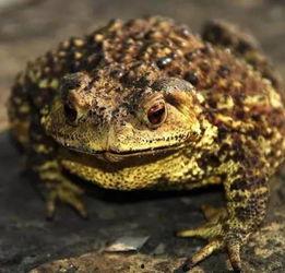 娱乐吃瓜大蛤蟆,揭秘娱乐圈幕后趣闻 第3张 娱乐吃瓜大蛤蟆,揭秘娱乐圈幕后趣闻 第3张