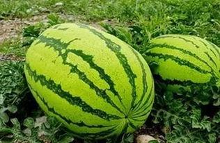 银川网红吃瓜事件,一场网络舆论的风暴与反思 第2张 银川网红吃瓜事件,一场网络舆论的风暴与反思 第2张