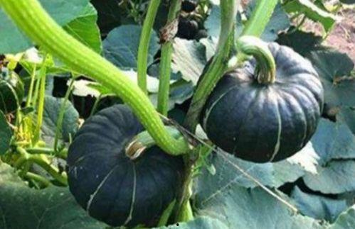 网红吃瓜减肥吗,揭秘明星们的健康瘦身秘诀  第2张