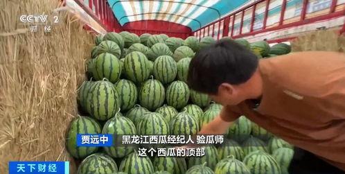 免费吃瓜花店,夏日里的甜蜜诱惑与温馨故事  第3张