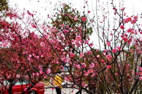 大榕树玉兰花园爆料视频,揭秘社区生活新篇章