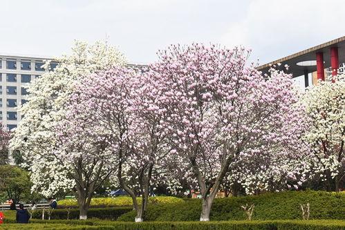 大榕树玉兰花园爆料视频,揭秘社区生活新篇章  第2张