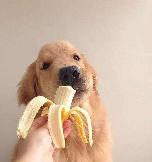 娱乐吃瓜酱小孩扇狗狗嘴巴子,娱乐吃瓜酱见证温馨一幕  第3张