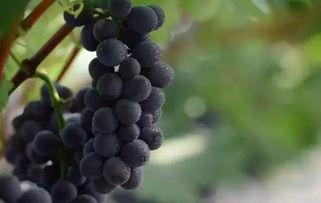 网红吃瓜葡萄是真的吗,是真是假？