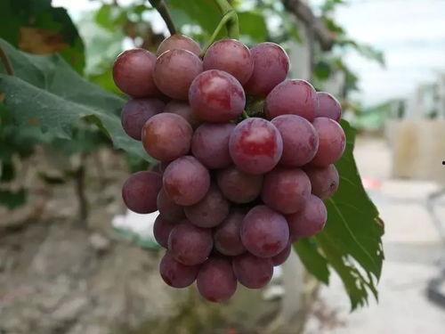 网红吃瓜葡萄是真的吗,是真是假? 第3张 网红吃瓜葡萄是真的吗,是真是假? 第3张