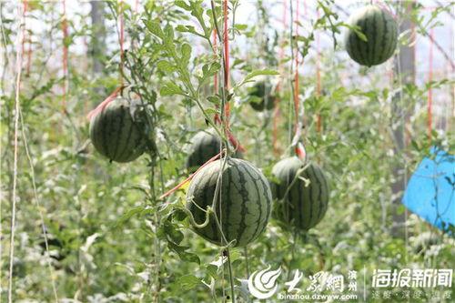 张掖网红吃瓜视频,揭秘当地特色美食背后的故事  第2张