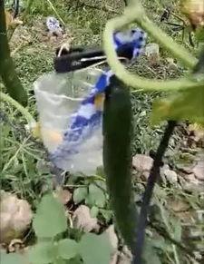 张掖网红吃瓜视频,揭秘当地特色美食背后的故事  第3张