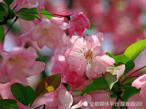 最新爆料小鱼海棠图片,揭开古老传说的奇幻面纱