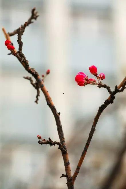 最新爆料小鱼海棠图片,揭开古老传说的奇幻面纱 第2张 最新爆料小鱼海棠图片,揭开古老传说的奇幻面纱 第2张