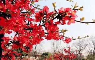 最新爆料小鱼海棠图片,揭开古老传说的奇幻面纱 第3张 最新爆料小鱼海棠图片,揭开古老传说的奇幻面纱 第3张