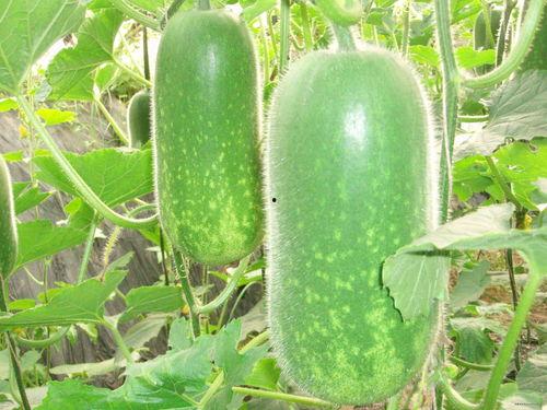 山东大瓜爆料视频最新一期,揭秘惊人内幕，真相令人震惊！