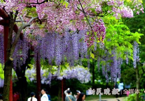 紫藤花手工新闻爆料,揭秘手工艺术背后的匠心独运