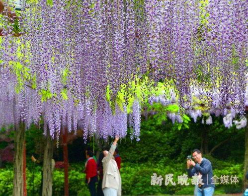 紫藤花手工新闻爆料,揭秘手工艺术背后的匠心独运  第2张