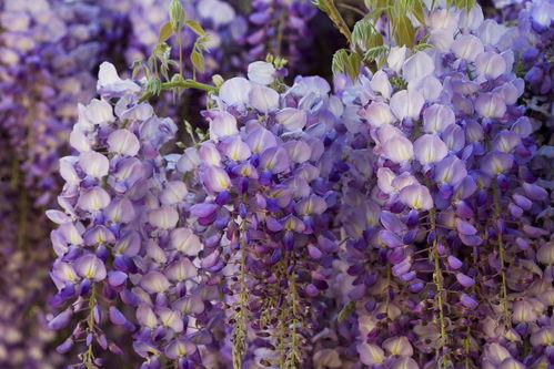 紫藤花手工新闻爆料,揭秘手工艺术背后的匠心独运  第3张