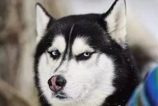 娱乐吃瓜酱哈士奇不拆家,娱乐吃瓜酱带你揭秘狗狗的神奇魅力  第2张