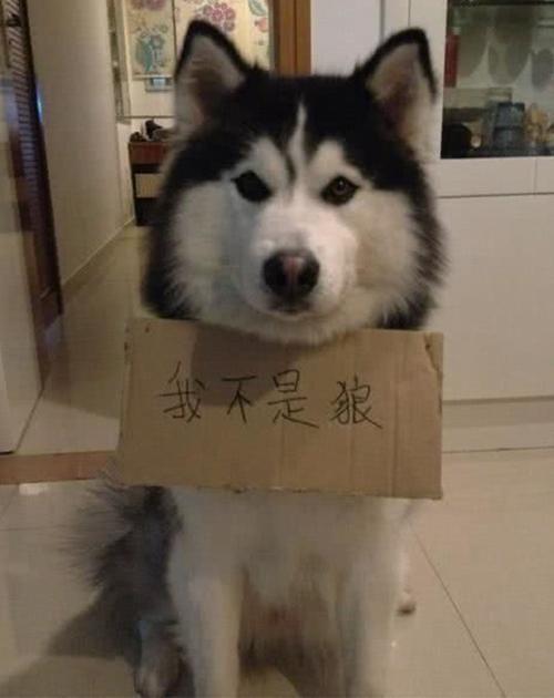 娱乐吃瓜酱哈士奇不拆家,娱乐吃瓜酱带你揭秘狗狗的神奇魅力  第3张