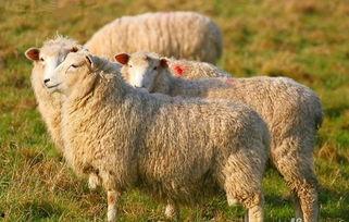 羊了个羊娱乐爆料最新,揭秘最新搞笑瞬间，笑出腹肌！  第2张