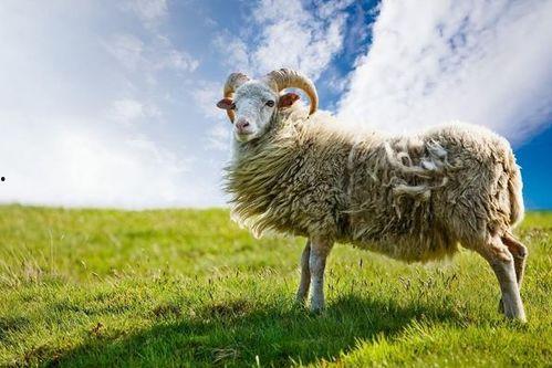 羊了个羊娱乐爆料最新,揭秘最新搞笑瞬间，笑出腹肌！  第3张