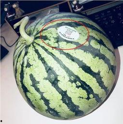 东海网红吃瓜,揭秘娱乐圈幕后风云